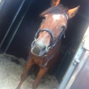 Anden særlig race Cali