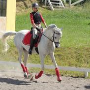 Arabisk fuldblod (OX) Thaliq Al-Bait