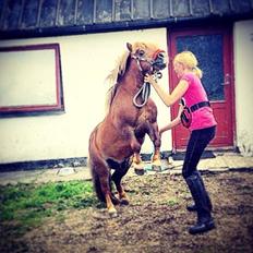 Shetlænder Charmøre