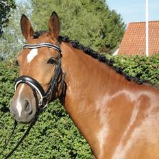 Anden særlig race helleruphus Celeste //MY SOULMATE!<3//