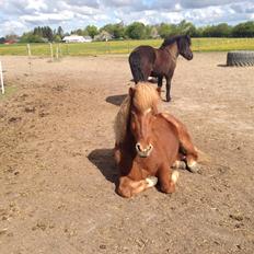 Islænder Baldi fra Nordbjerg