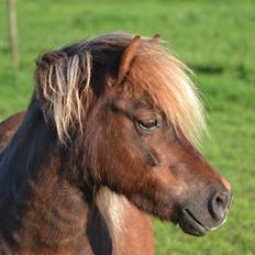 Shetlænder Isabella<3