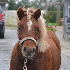 Shetlænder Isabella<3