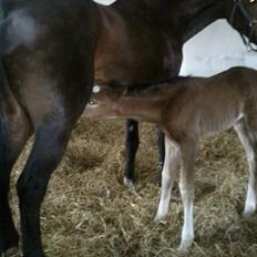 Dansk Varmblod Campus