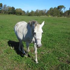 DSP Steensgårdens Gatsby *mini Lucy*