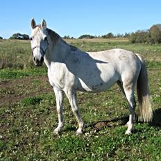 DSP Steensgårdens Gatsby *mini Lucy*