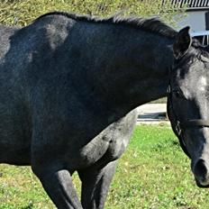 Dansk Varmblod Stendalsgaards Lantana Hit