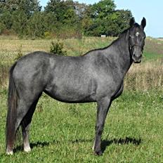 Dansk Varmblod Stendalsgaards Lantana Hit