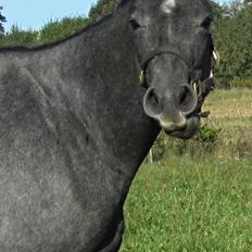 Dansk Varmblod Stendalsgaards Lantana Hit
