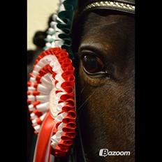 Tysk Sportspony Verdi - B-pony