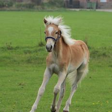 Tyroler Haflinger Belina