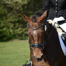 Anden særlig race Roosgårdens Carrera