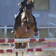 Anden særlig race Roosgårdens Carrera