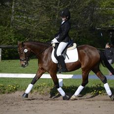 Anden særlig race Roosgårdens Carrera