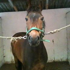 New Forest Holsdams Martiin