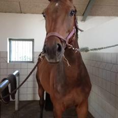 Hollandsk Varmblod C.ALBA R19 - SOLGT