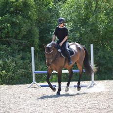 Dansk Varmblod Athena