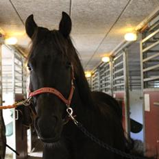 New Forest Holmens Juulius