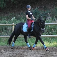 New Forest Holmens Juulius