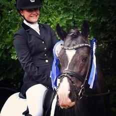 Welsh Cob (sec D) Valhallas Zorro