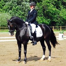 Welsh Cob (sec D) Valhallas Zorro