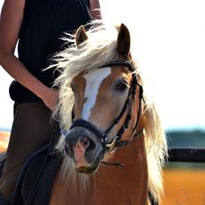 Haflinger N. Don Carlos
