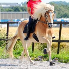 Haflinger N. Don Carlos