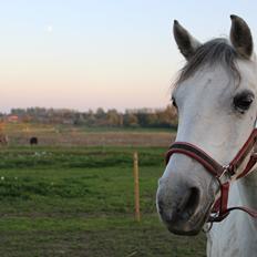 Shagya Araber (SH) Emely