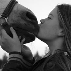 Shagya Araber (SH) Emely