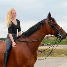 Dansk Varmblod De Soto