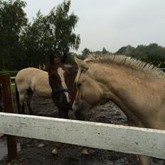Anden særlig race Lando