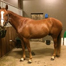 Anden særlig race Lando