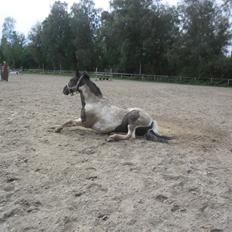 Anden særlig race Fie