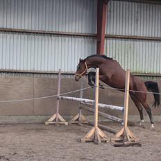 Dansk Varmblod Svenne Banan "Bønne"