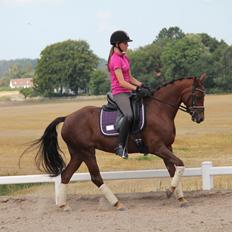 Tysk Sportspony Cascadura B-pony