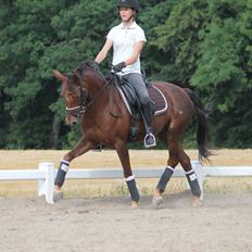 Tysk Sportspony Cascadura B-pony