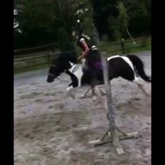 Anden særlig race Domino