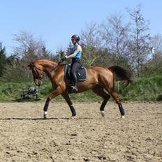 Dansk Varmblod Fine Miss Sunshine