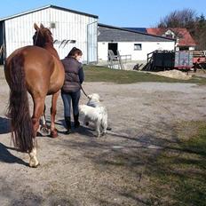 Dansk Varmblod Fine Miss Sunshine