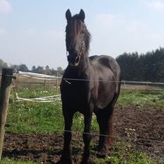 Frieser Narda (himmelhest) 