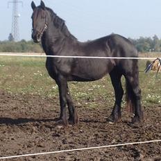 Frieser Narda (himmelhest) 