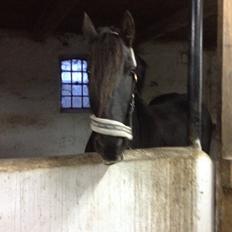 Frieser Narda (himmelhest) 