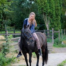 New Forest Staldbakkens Ibrahim <3