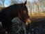 DSP Starhorse Fadooma