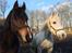 DSP Starhorse Fadooma