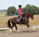 Tysk Sportspony Cascadura B-pony