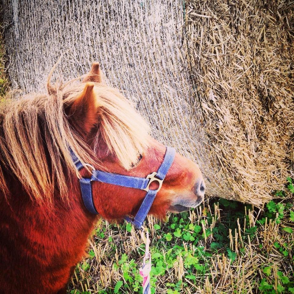 Shetlænder Charmøre billede 1