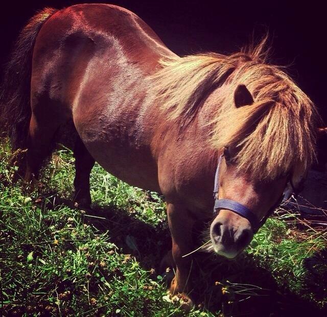 Shetlænder Charmøre billede 9