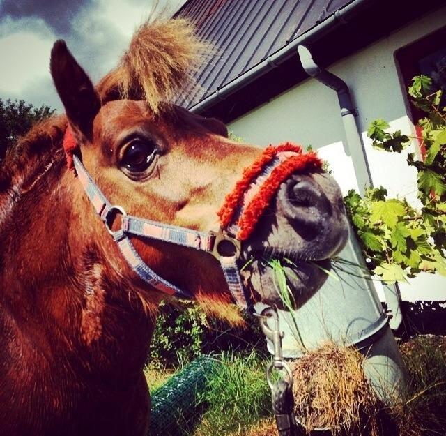 Shetlænder Charmøre billede 12