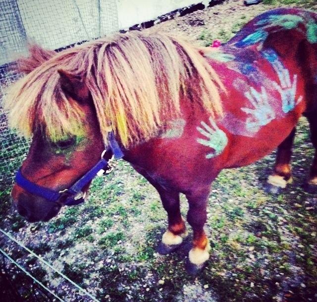 Shetlænder Charmøre billede 14